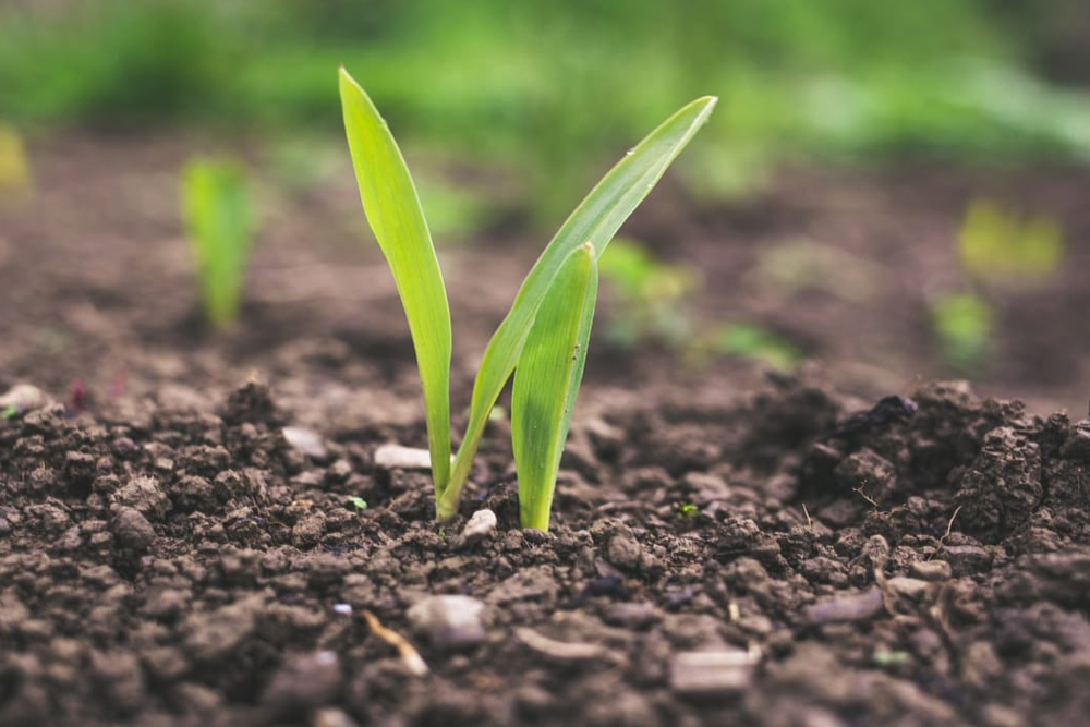 sustain sustainability